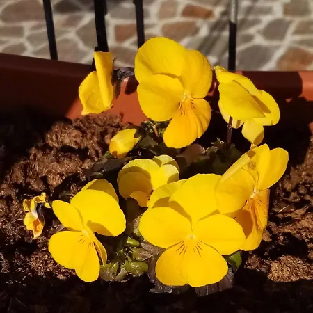 Ca' Del Laki Bauernhof *